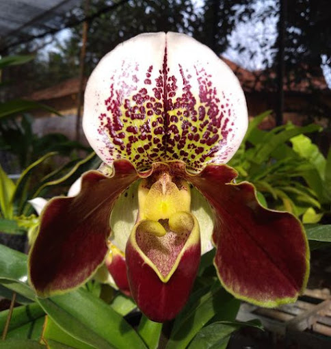 Guna Orchids